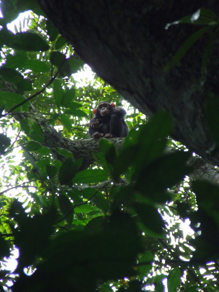 Scientists have discovered a new chimpanzee “behavioural realm” in the Bili-Uéré region of the Democratic Republic of Congo (DRC) 
Read more: bit.ly/2urGB0G
