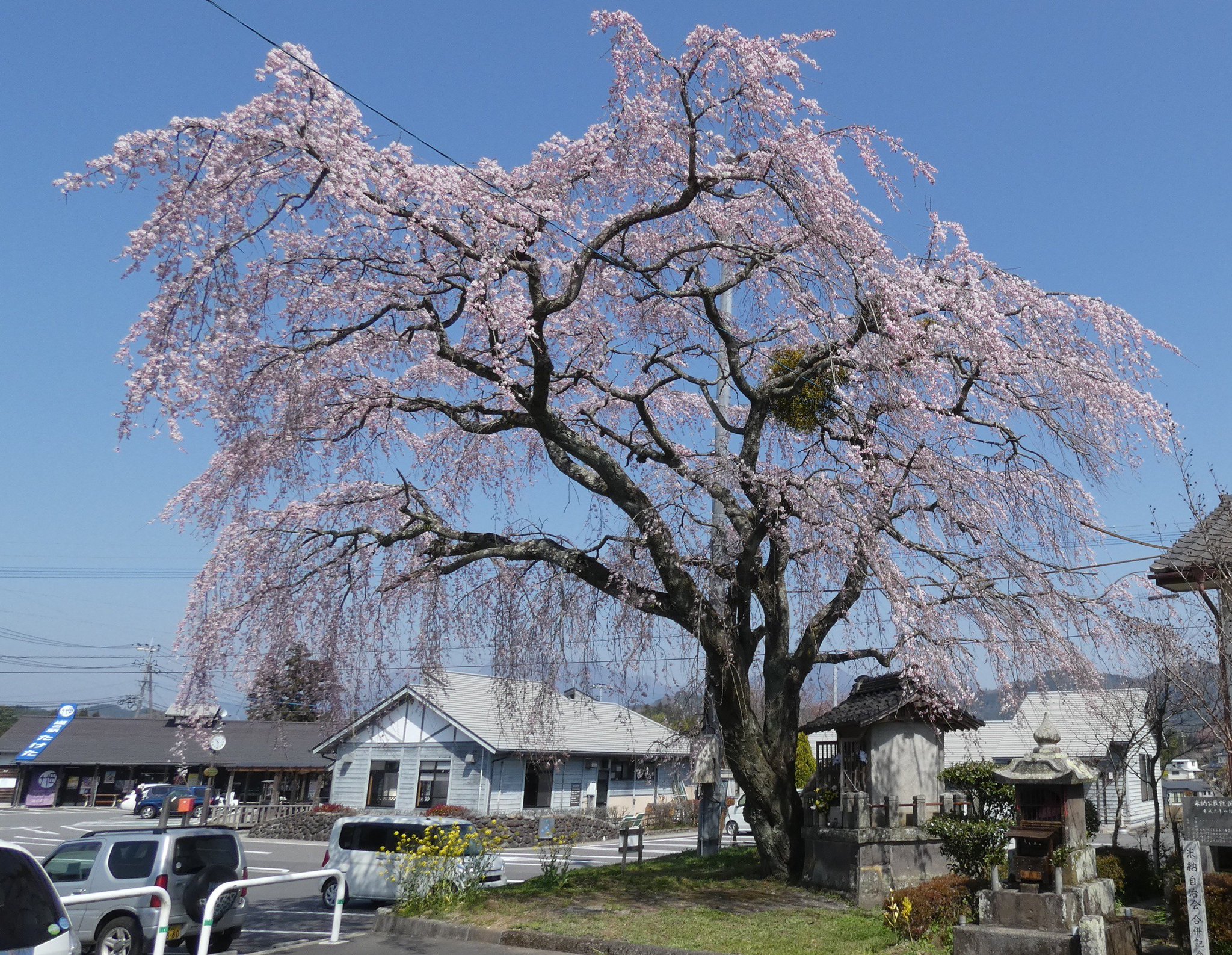 Taketachannel 恋する大分 熊本 観光情報チャンネル على تويتر 久住高原から竹田城下町へ移動中に 道の駅 竹田 で満開の桜と出会いました やっぱり桜はきれいですね はっ お花見の段取りをまったくしていなかった これでは美味しい