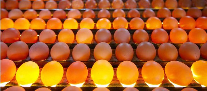 Eier werden durchleuchtet