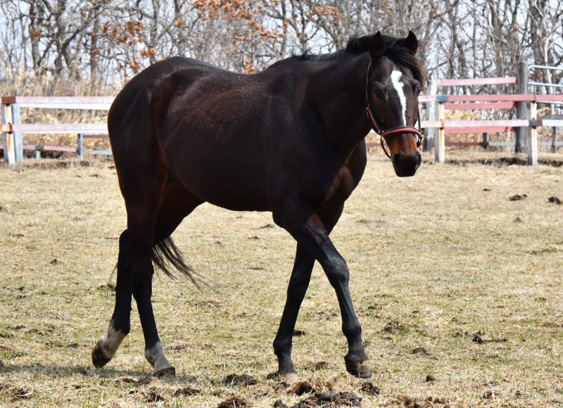 パカパカ工房 على تويتر 白馬牧場 こちらも新種牡馬のバンドワゴン8歳 父ホワイトマズル 母ピラミマ この馬 とかオーシャンエイプスとか ディープインパクトの幻影 と戦わなきゃならないのは 馬にも人にもプレッシャーが大きいでしょうね 見学要確認 パカパカ工房 على تويتر 白馬牧場 こちらも新種牡馬のバンドワゴン8歳 父ホワイトマズル 母ピラミマ この馬 とかオーシャンエイプスとか ディープインパクトの幻影 と戦わなきゃならないのは 馬にも人にもプレッシャーが大きいでしょうね 見学要確認