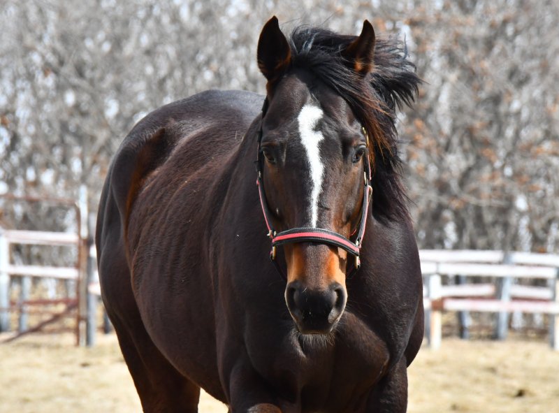 パカパカ工房 على تويتر 白馬牧場 こちらも新種牡馬のバンドワゴン8歳 父ホワイトマズル 母ピラミマ この馬 とかオーシャンエイプスとか ディープインパクトの幻影 と戦わなきゃならないのは 馬にも人にもプレッシャーが大きいでしょうね 見学要確認 パカパカ工房 على تويتر 白馬牧場 こちらも新種牡馬のバンドワゴン8歳 父ホワイトマズル 母ピラミマ この馬 とかオーシャンエイプスとか ディープインパクトの幻影 と戦わなきゃならないのは 馬にも人にもプレッシャーが大きいでしょうね 見学要確認