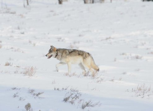 Lisade00573667's tweet photo. Website: https://t.co/Fcl9ctEO08
Yellowstone elk don't budge for wolves #cattle_production #Dairy_farming #Veterinary #Animal_food #Veterinary_supplements #Grain_feed #Veterinary_Foodchain #Animal_infections #Animal_resources #predator #animalhealth #veterinary #livestock https://t.co/9M2VOQl8yb