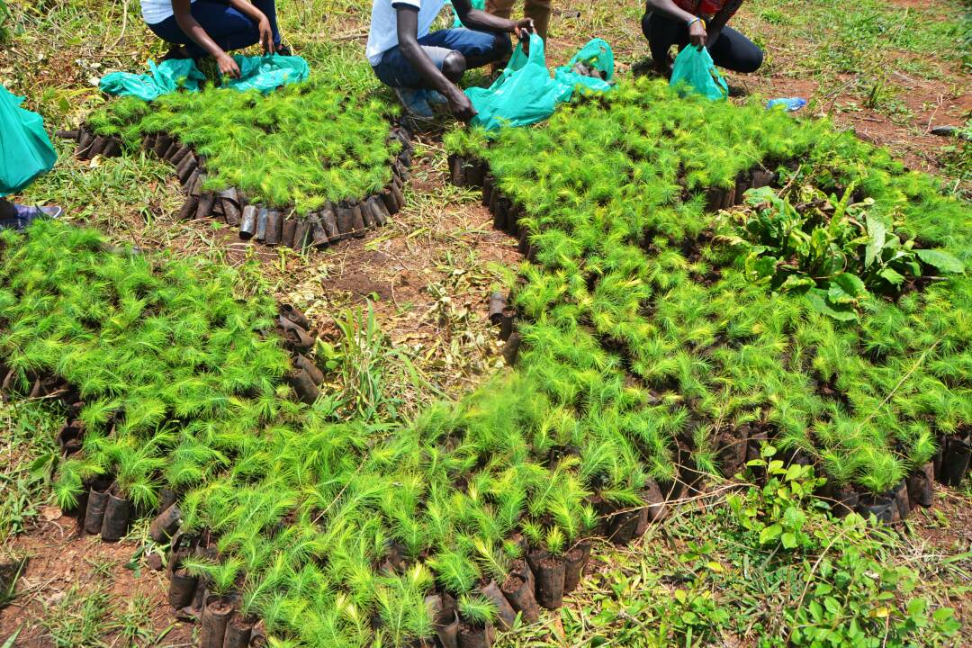 akenakheno's tweet photo. Highlights from last years tree planting project by @RctKampalaSouth .
The PDG @DGKenMugisha was in attendance too. 
Its on again this Saturday and this time bigger https://t.co/qH7smquK1A