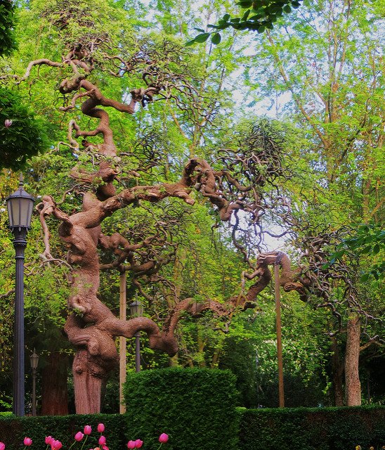 VisitNavarra's tweet photo. 🌺 Estas preciosas imágenes son los Jardines de la #Taconera, uno de los espacios protagonistas del festival Pamplona es Flor/Iruña Loretan.
#NavarraDeFoto
https://t.co/P4VzzhemWQ
📷 Bernard Blanc (Flickr) https://t.co/f2HKT6sHlX