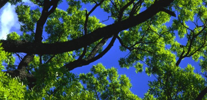 Nödropet: Vitala askar sökes: bit.ly/2HIWWGT #ask @_SLU <a href="/Skogforsk/">Skogforsk</a>