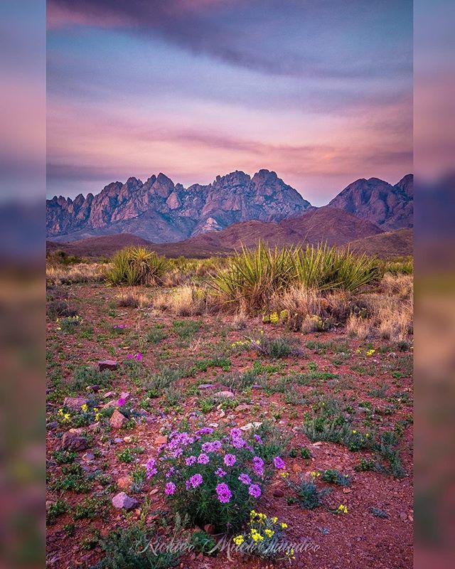 PureLasCruces's tweet photo. 📸 @richtermachthunder
My do the Organs look beautiful!
.
.
.
#PureLasCruces #PureLc #LasCruces #LCNM #VisitLasCruces #CityofCrosses #OrganMountains #Organs #OMDP #newmexico #purenm #nm #nmtrue #beautiful #thelandofenchantment #cloud #clouds #cloudporn #desert #yucca https://t.co/KwbkSvkyQC
