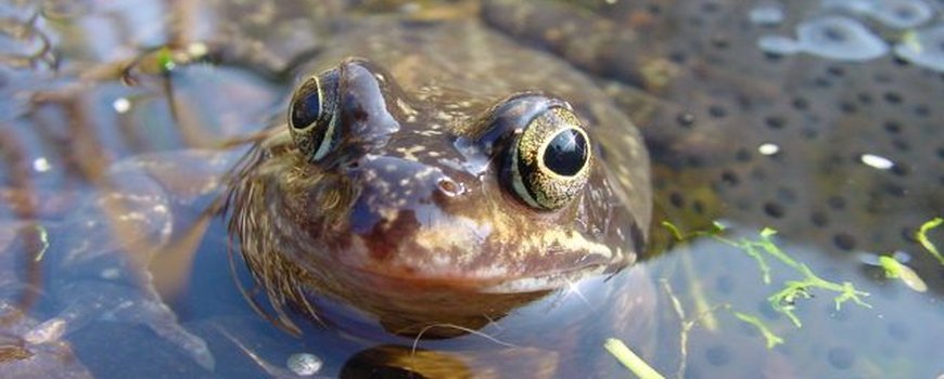 Knorrende tuinkikkers en kikkerdril dlvr.it/R1d5Jm