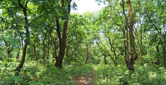 OakarServices's tweet photo. Forest Cover Change Detector Smart https://t.co/8k5NxuRsIT is now available for subscription on the Hexagon Geospatial store.
This App is suited for analyzing ☑️Forest health,☑️ vigor and ☑️change monitoring.
#osl #smartMApps #forest #wednesdaythoughts https://t.co/fF8lrWpyj7