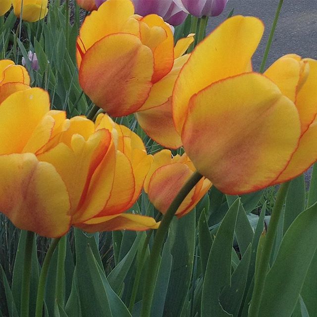 farnia22's tweet photo. Kinda gaspy, huh? The color just thrills me. #thechroniclesoffarnia #thingssoamazeme #makemagic #becurious #tulips #yellow #orange #happiness #beautiful #spring #flowers #flowersofinstagram https://t.co/feUhgtmdxq https://t.co/UiURYioo2K