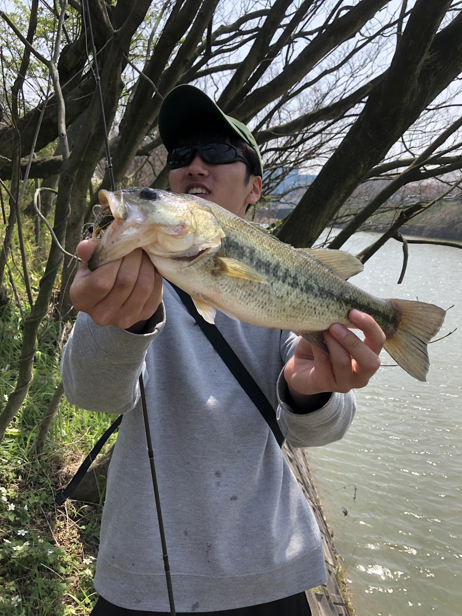 NAZOTURI's tweet photo. もっちー初バスGETしました🎣
スイムジグでレンジを変えた瞬間もっていきました。
そのあとけんちゃんもスイムジグに変えた一投目で40アップかけたけどバラしました…
完璧にパターンでした。
私たちにもやっと春がきました🌸
＃バス釣り ＃スイムジグ  ＃オカッパリ ＃春爆 https://t.co/bdLQ7rcNfc