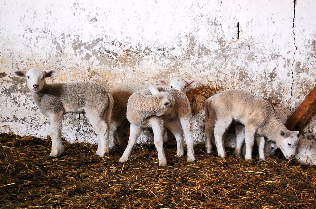 SandrasZiegen's tweet photo. Immer wieder die schönste Zeit.
🐏💚
#lammzeit #Thüringen https://t.co/JO05L5mTjp