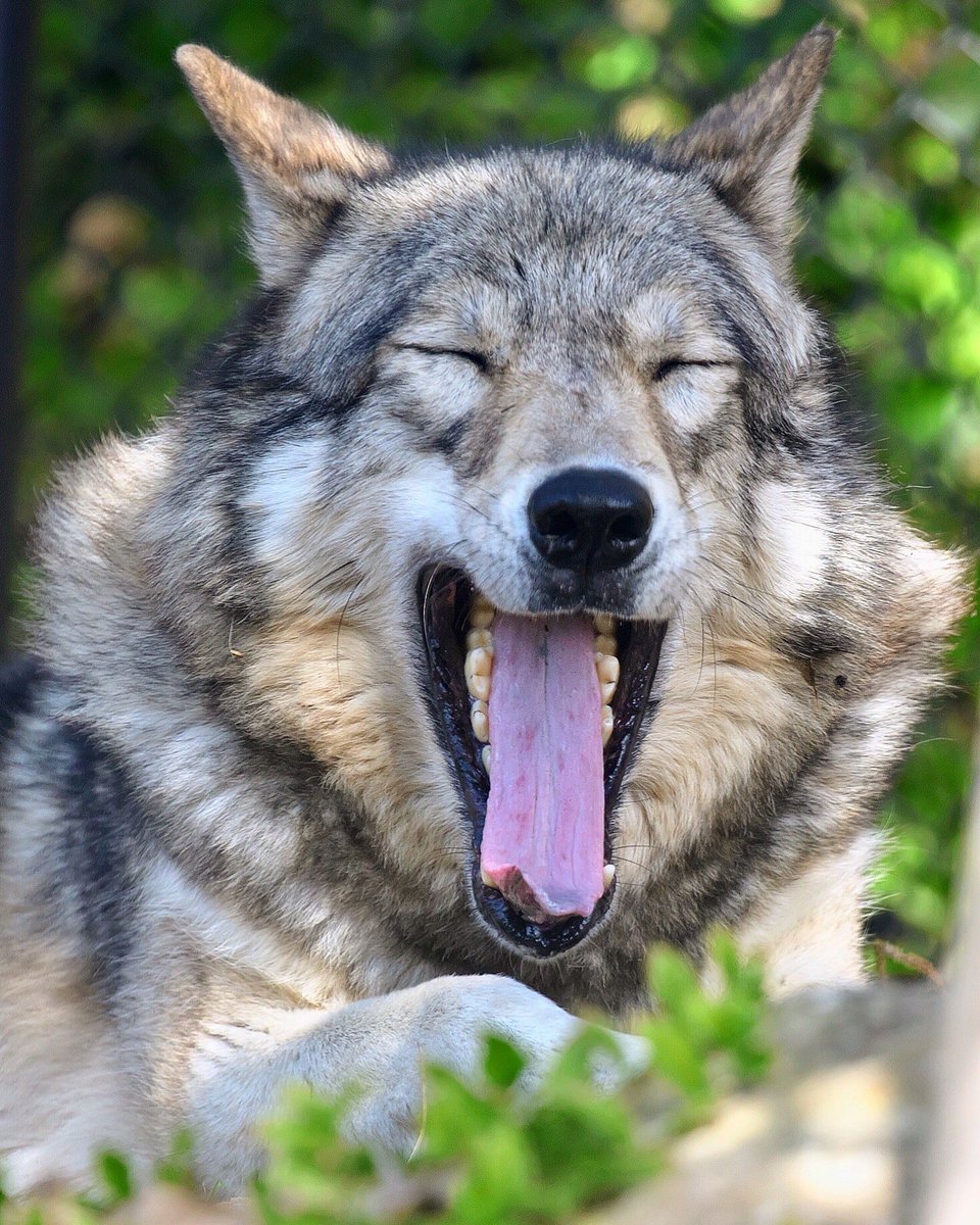 Royg ノゾミさんの大あくび オオカミ 狼 シンリンオオカミ 東山動物園 動物写真 Wolf