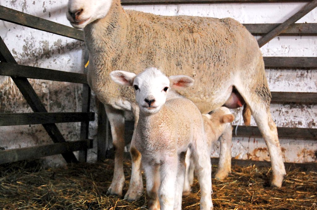 SandrasZiegen's tweet photo. Immer wieder die schönste Zeit.
🐏💚
#lammzeit #Thüringen https://t.co/JO05L5mTjp