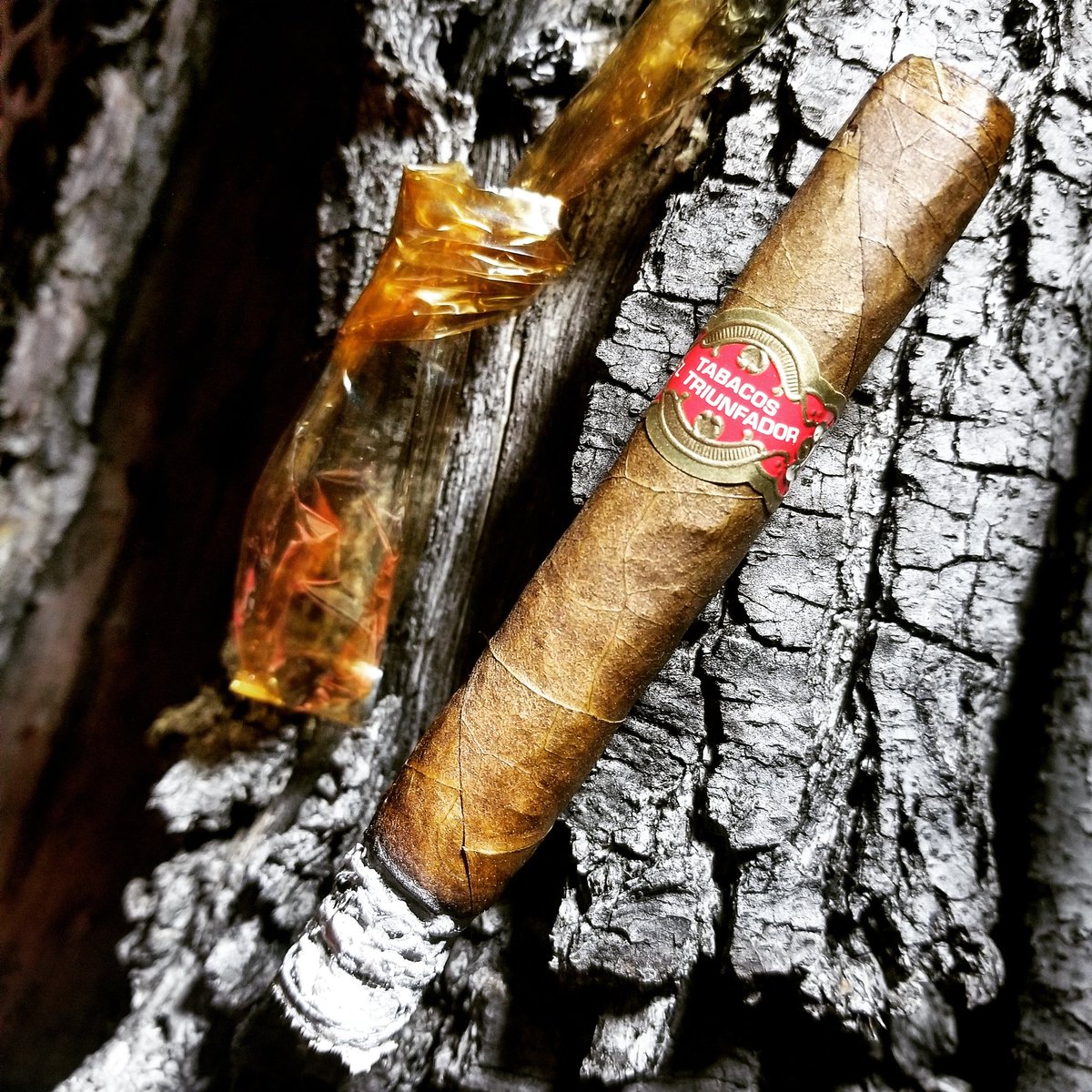 Pretty woodsy. #yellowcello #TatuajeCigars #TatuajeTuesday #ElTriunfador @TatuajeCigars