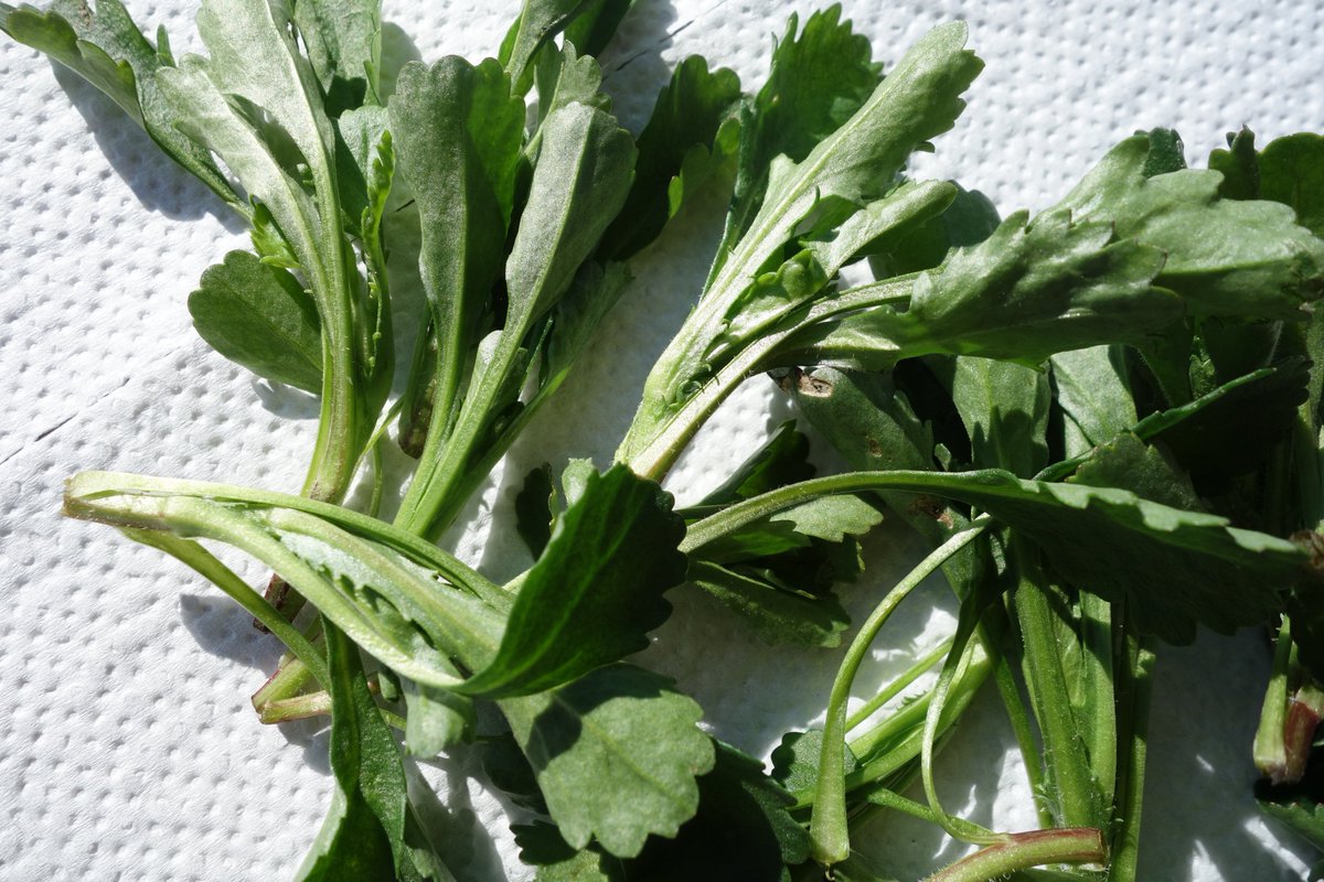 Stadtwurzel's tweet photo. #Stadtkräuter: Wiesen Margerite, gestern die jungen #Triebe gesammelt, die sich aus der Rosette jetzt bilden. Ich verwende sie als gedünstetes #Gemüse oder als Beilage in einem Gemüsereis. (Allergiker auf Korbblüter sollten sie meiden). https://t.co/QnCudamR3p
