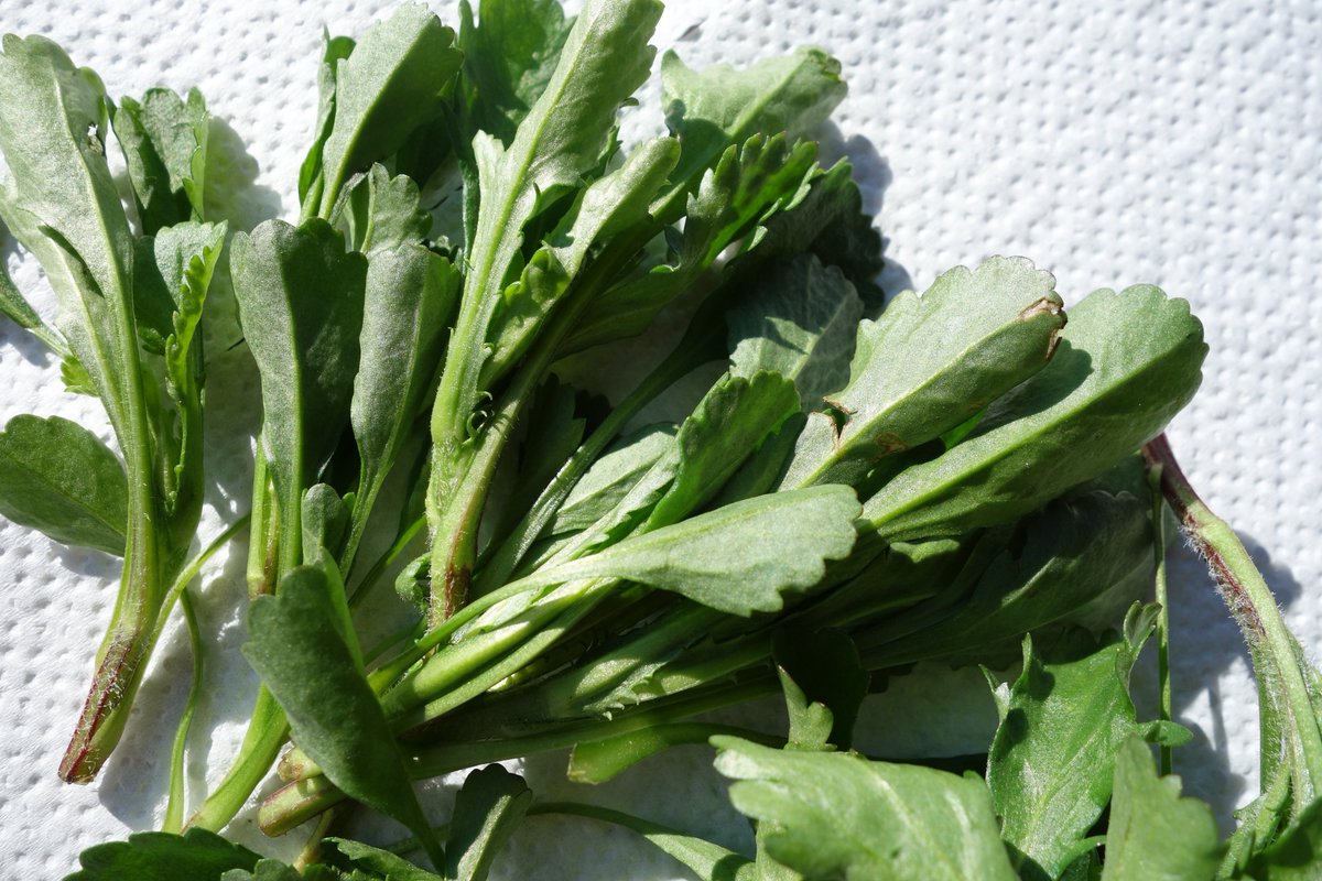 Stadtwurzel's tweet photo. #Stadtkräuter: Wiesen Margerite, gestern die jungen #Triebe gesammelt, die sich aus der Rosette jetzt bilden. Ich verwende sie als gedünstetes #Gemüse oder als Beilage in einem Gemüsereis. (Allergiker auf Korbblüter sollten sie meiden). https://t.co/QnCudamR3p