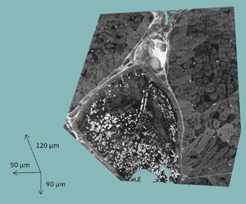 Wirsam Scientific tweet media
