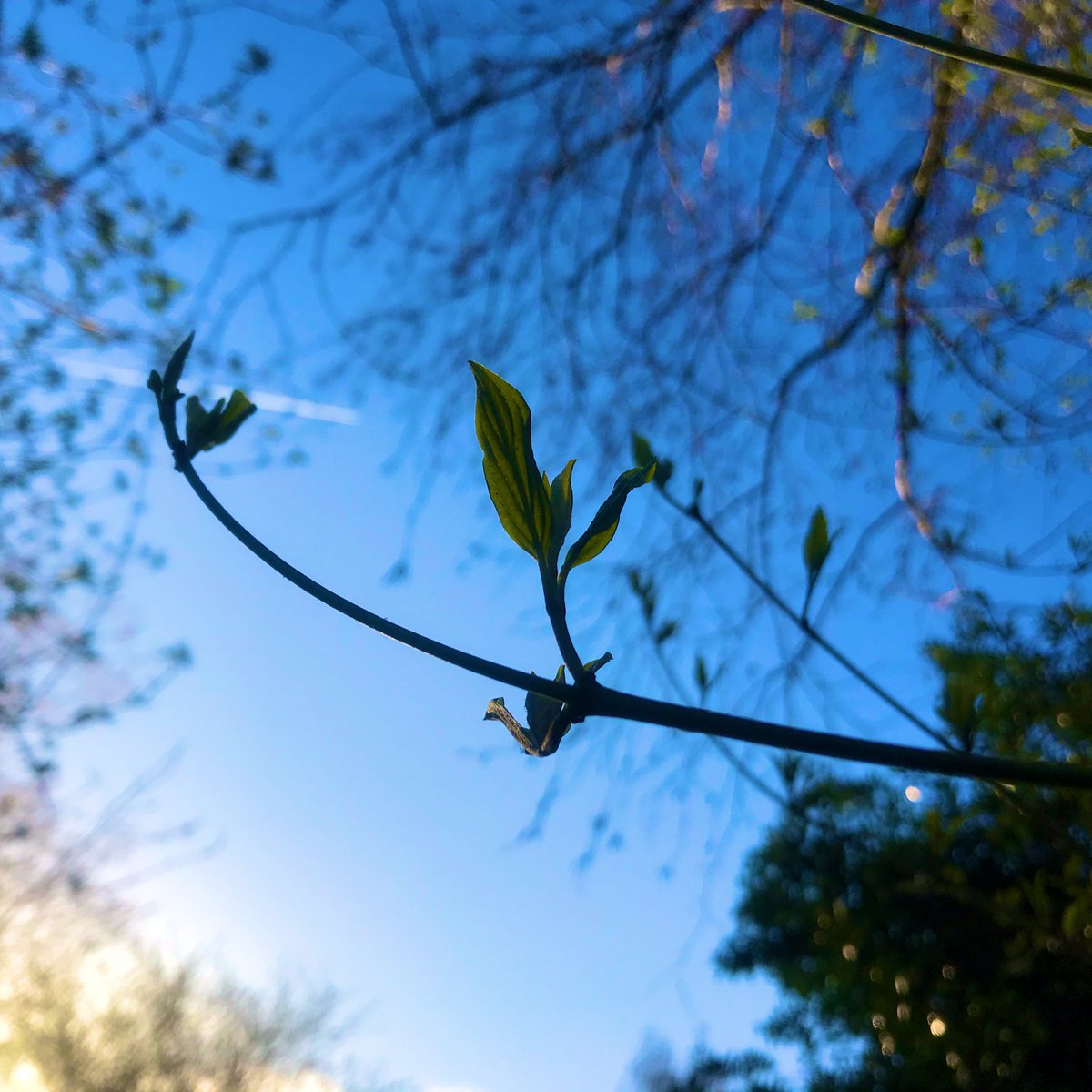 Vanmorgen hoorde ik op de korte route naar de bushalte merels zingen, koolmeestjes roepen, musjes tjielpen, duiven koeren, eksters krassen... het zijn de geluiden van de #lente 🌿💚