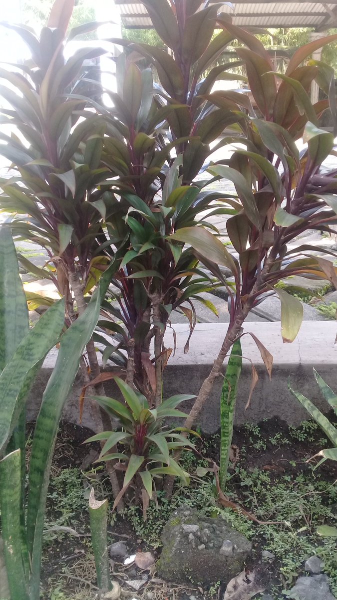 t_sumarno's tweet photo. Mari kita lestarikan alam #agpearthHour
#connect2earth
#earthhour2019
#earthhour
#agpeduli 
#changeclimatechange https://t.co/xX3SsEtWBS