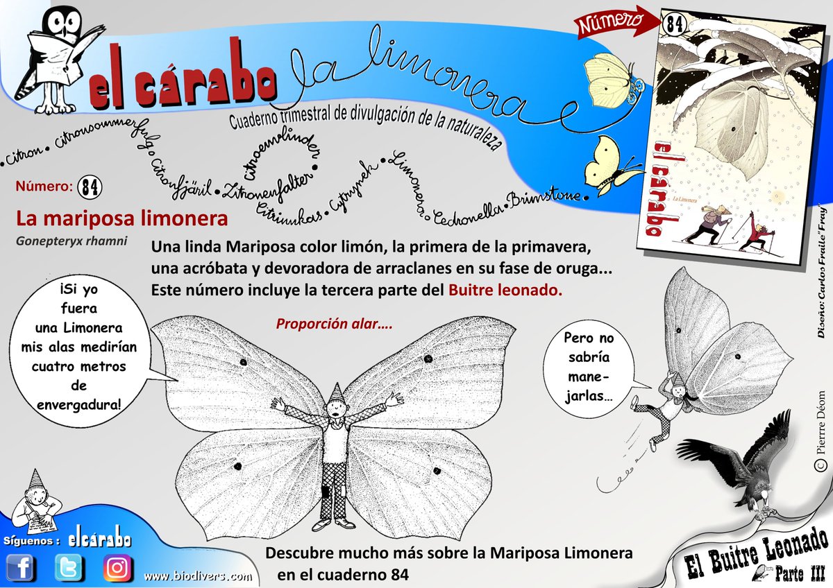 ¡La  1ª mariposa de la primavera! La mariposa limonera Gonepteryx rhamni
El <a href="/El_Carabo/">Revista El Cárabo</a> 84 está dedicado a una linda Mariposa color limón. Incluye la 3º parte del Buitre leonado. Suscribete: elcarabo.com/producto/suscr…
O este: elcarabo.com/producto/84/
Preguntas: carabo56@gmail.com