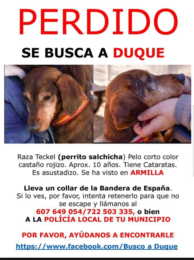 Policia_Granada's tweet photo. Duque 🐶sigue sin aparecer y ya lleva perdido 21 días. 
Vamos a ayudar nuevamente a su familia para dar difusión en su búsqueda.
https://t.co/av0l05PfUL https://t.co/Dg8wXxE5pF
