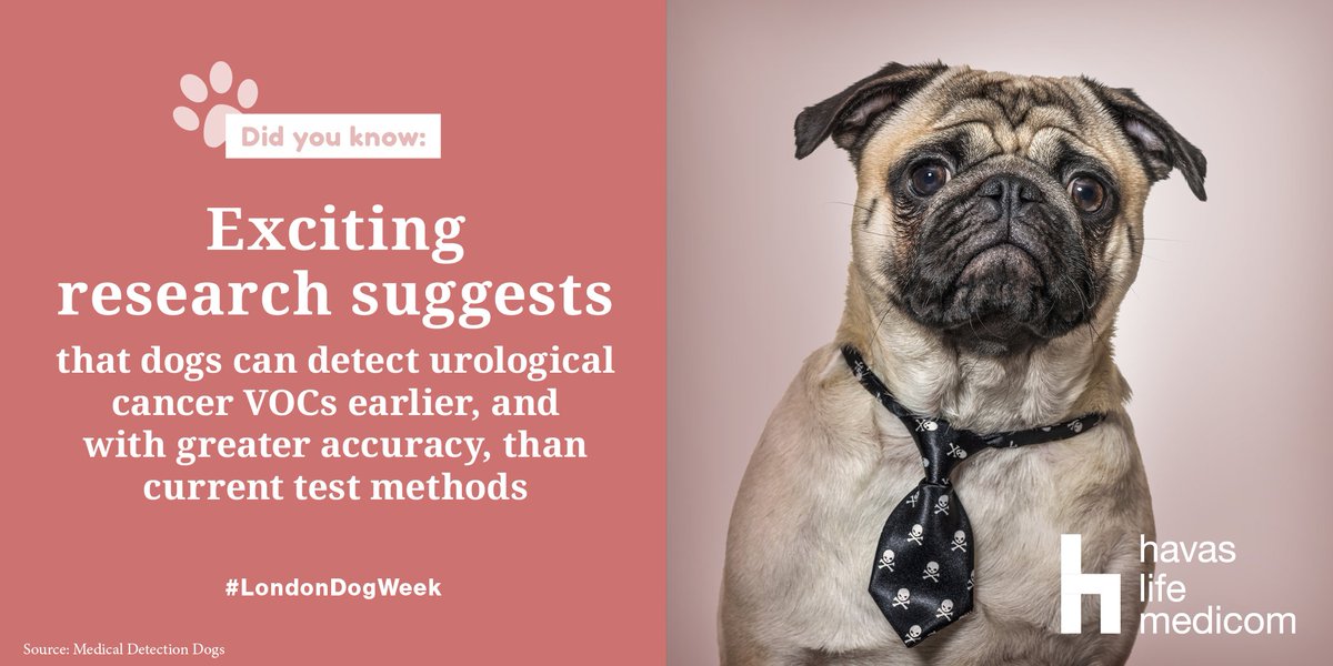 HLMEDICOM's tweet photo. There's more to our furry friends than just their adorable faces! 🐶 Little #pooches from across the land are helping us move forward in #science every single day! 👏 #LondonDogWeek #Committedtohealth #DYK 🐾📽️ https://t.co/EbFHRLlc4N https://t.co/doZL7eKcJ5