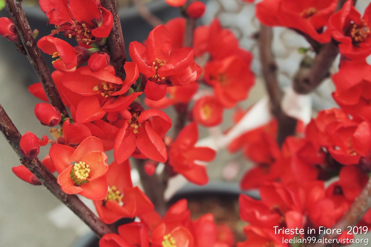 leeliah's tweet photo. *NUOVO POST*
#TriesteinFiore 2019: alla ricerca del #cotogno giapponese
https://t.co/n7uqxGTMzD
#Trieste #mercatino #giardinaggio https://t.co/yemEe0FZws