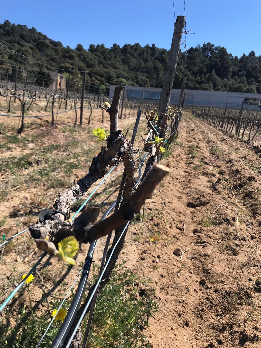 la (vi)nya es tenyeix de rosa i verd; els ceps broten tímidament i anuncien la nova campanya 🔆🌿🍷 #priorat #marçà #viticulture #spring #vicatalà