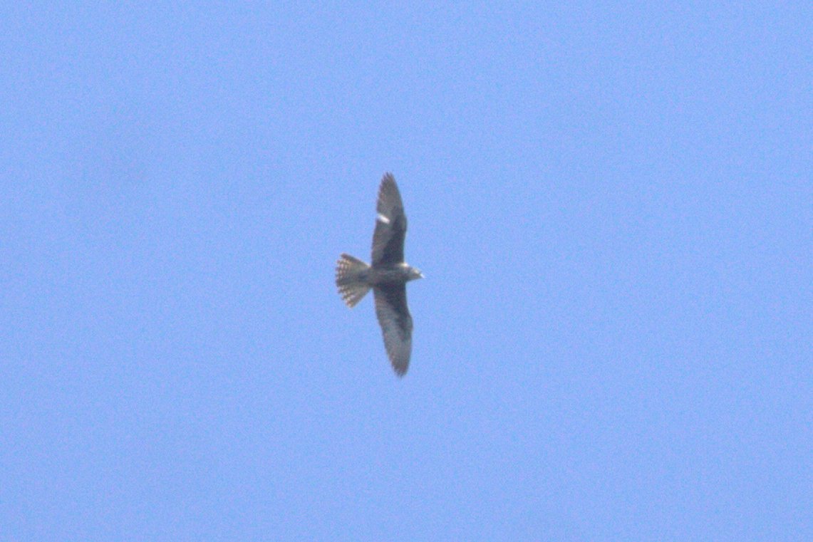 Yesterday a beautiful Lanner Falcon passed over our watchpoint at the Strait of Messina. Pic by M Cento #ornithology #birds #Raptors #birdsofprey raptormigration.org