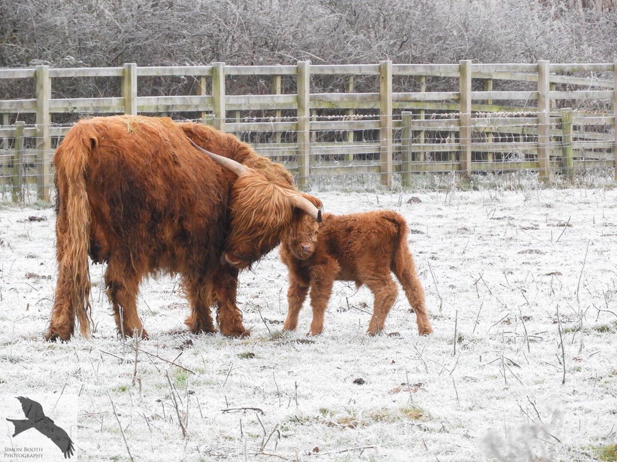 SimonBo42488578's tweet photo. Happy Coosday Scotland - Derwent valley,Gateshead ;-)
@VisitScotland #Coosday #Scotland #madeupday #Gateshead #Northeast https://t.co/P5DJyiLSPA