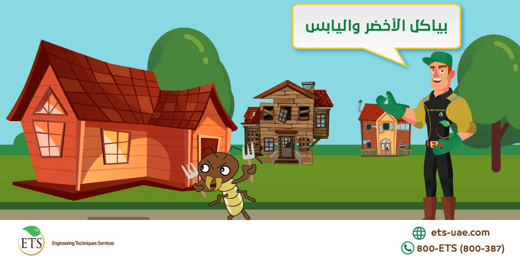 etsuae's tweet image. النمل الأبيض من أكثر الحشرات خطراً على الإنسان، وذلك بسبب تفضيله العيش في الأماكن التي يتواجد فيها البشر، كالمنازل والمكاتب والأراضي الزراعية والمنشآت الصناعية.
للتواصل مع خبرائنا الرجاء الاتصال على الرقم التالي:
(800-387)
أو زيارة موقعنا الإلكتروني:
ets-uae.com/freecheck/term…