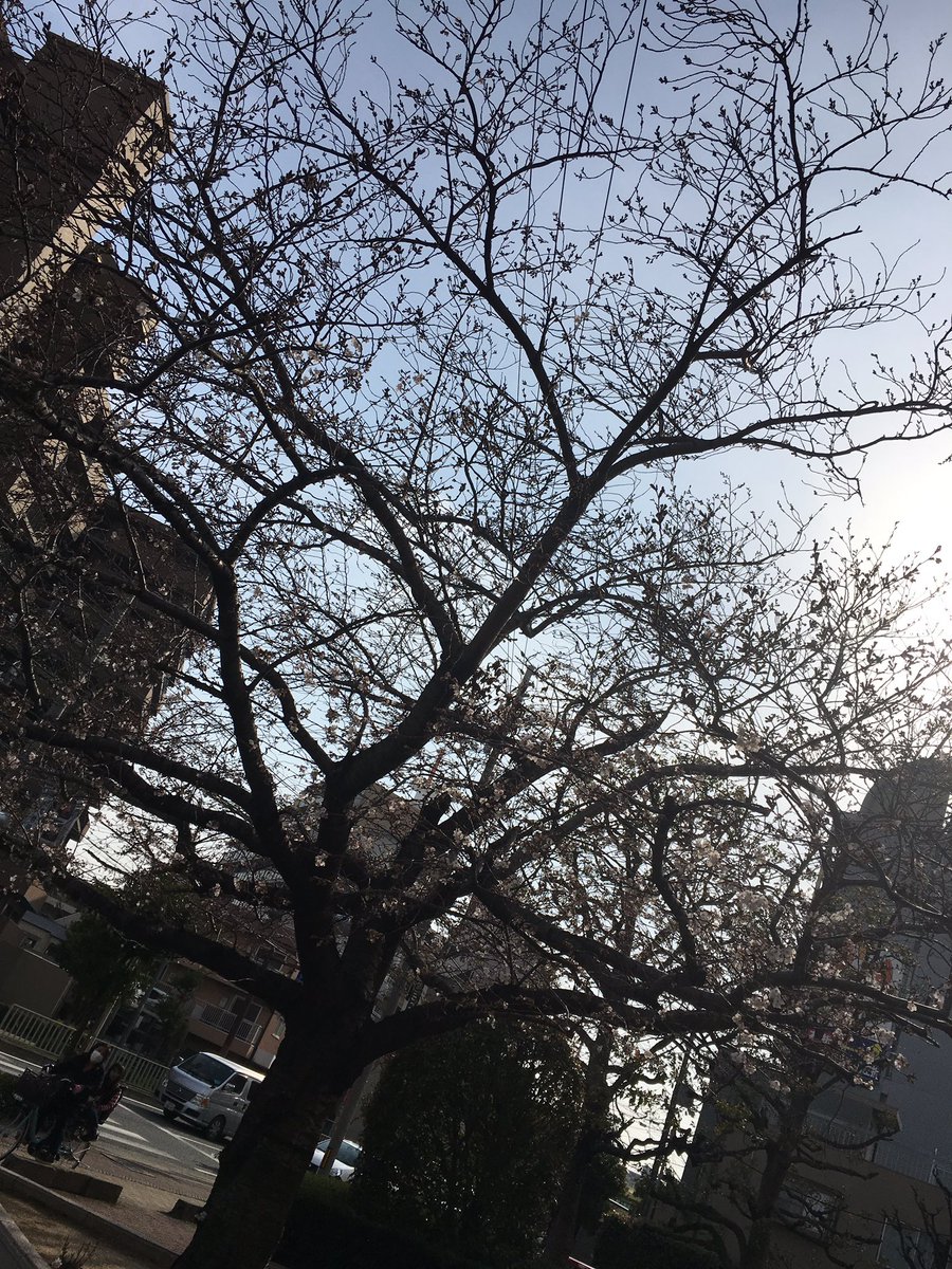 家の近くの桜は成長が遅い🌸
小さくて見えない！
#桜
#ハズキルーペ