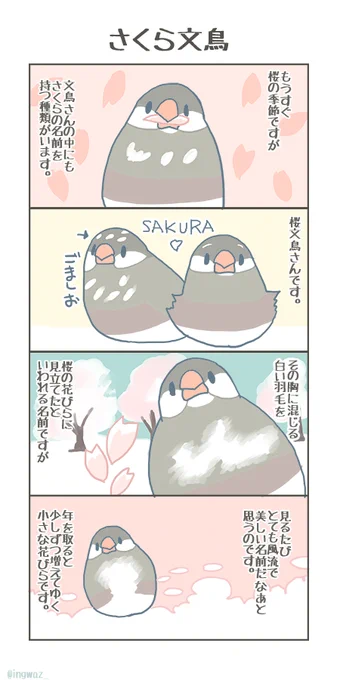 もうすぐお花見の季節になるので、桜文鳥さん。この羽をそう見立てた昔の人の感性が、とても美しいなあと思うのです。#buncho #javasparrow #文鳥 #さくらの日 #さくら 