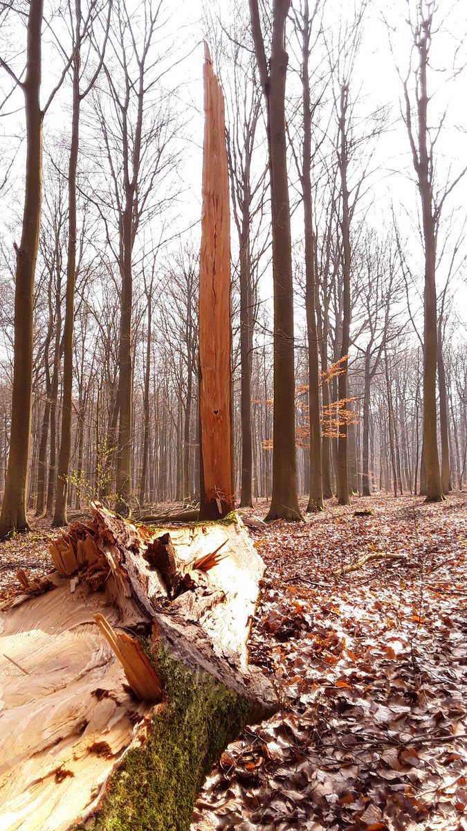 Boswachter_Marc's tweet photo. Mogelijkheden van registratie #diverserbos op het terrein? Bv deze gebroken boom met code HaS+L/B (#habitatboom staand + liggend #doodhout/Beuk) in #Heverleebos via #MapitGis #QGIS en #Qfield)
#DuurzaamBosbeheer #RadicaalDigitaal #DeNieuweBoswachter #deboswachters @natuurenbos https://t.co/L3O1pXqTp6