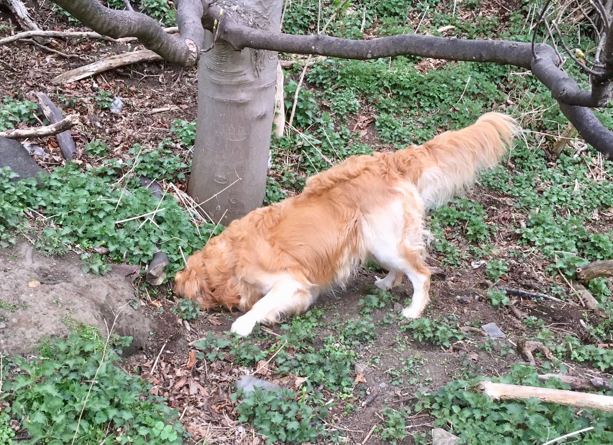 PatMcCarthy37's tweet image. ⁦#BrexitChaos ⁦@Number10cat⁩ I hear Mrs May is looking to pull a rabbit out of a hat? Pretty sure I saw one go down this hole!