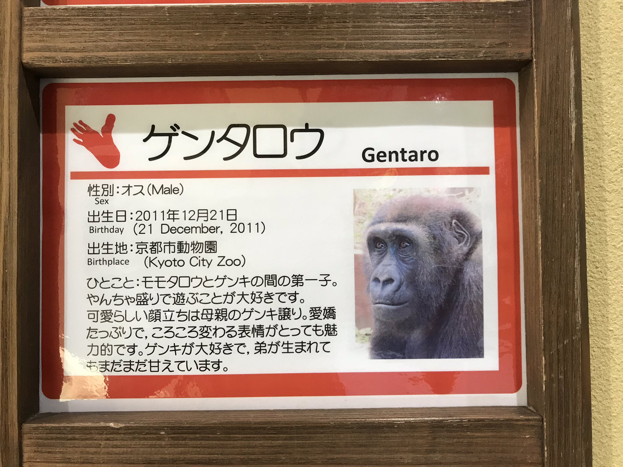 ゴリラ色の世界 Gorilla Iro No Twitter