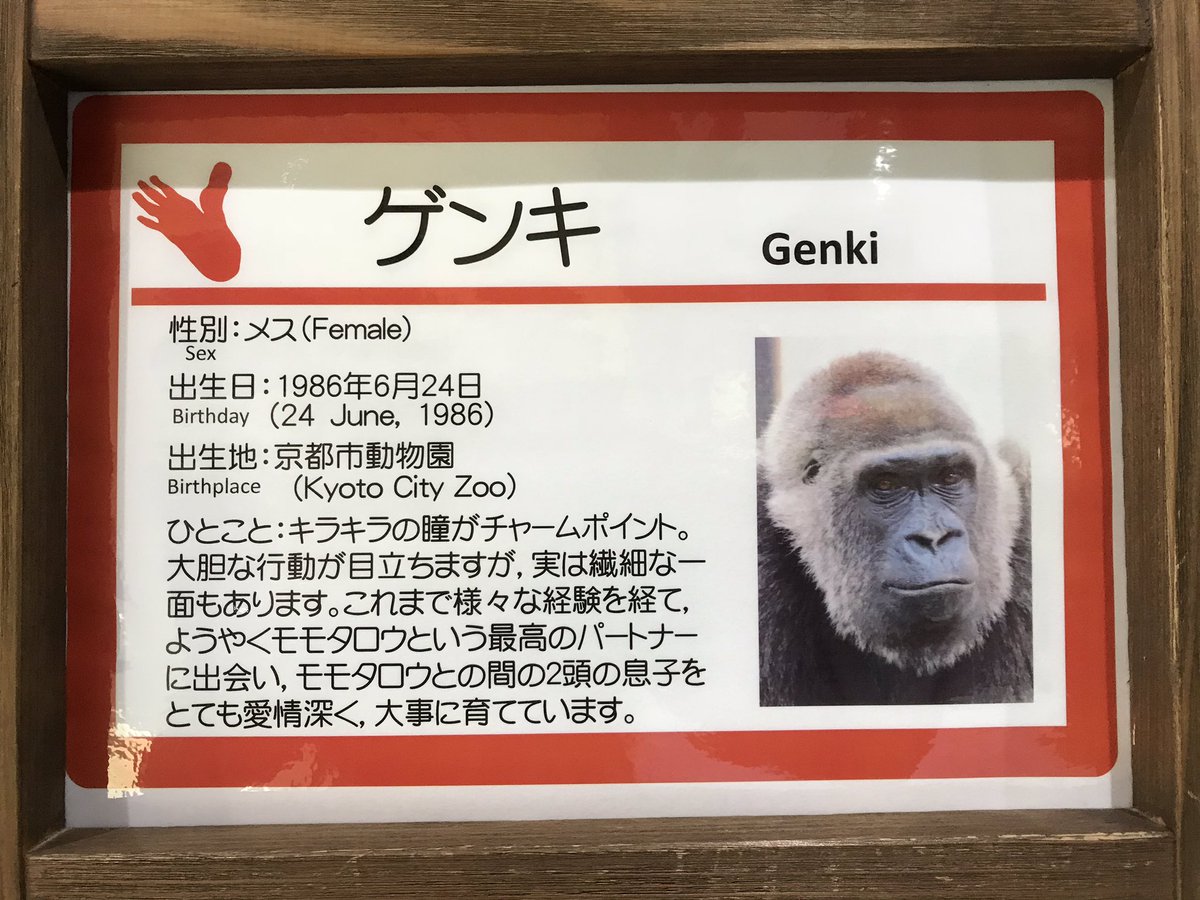 gorilla_iro_no's tweet image. モモタロウ達の紹介パネルが新しくなってました♪
ようやくゲンタロウも今の顔に😏
#京都市動物園 #ゴリラ #モモタロウ一家 #gorilla