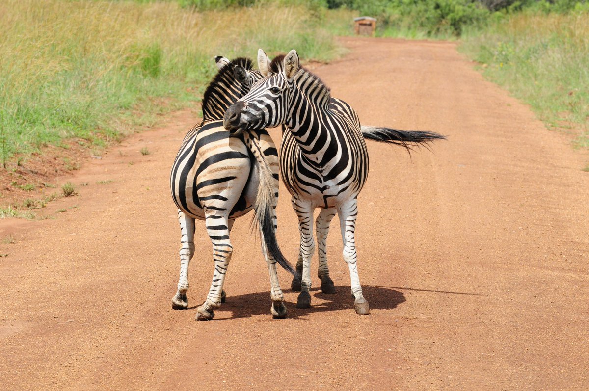 MorokoloLodge's tweet photo. Did you know that Zebra are part of the horse family, they are herbivores and ungulate, they have excellent eyesight and hearing?
Out on a #gamedrive @MorokoloLodge we see all wildlife and a pair of Zebra 🦓 crossing the road is lovely to see.
#WeDoTourism #Travel #gamedrive https://t.co/whecsHOGUG