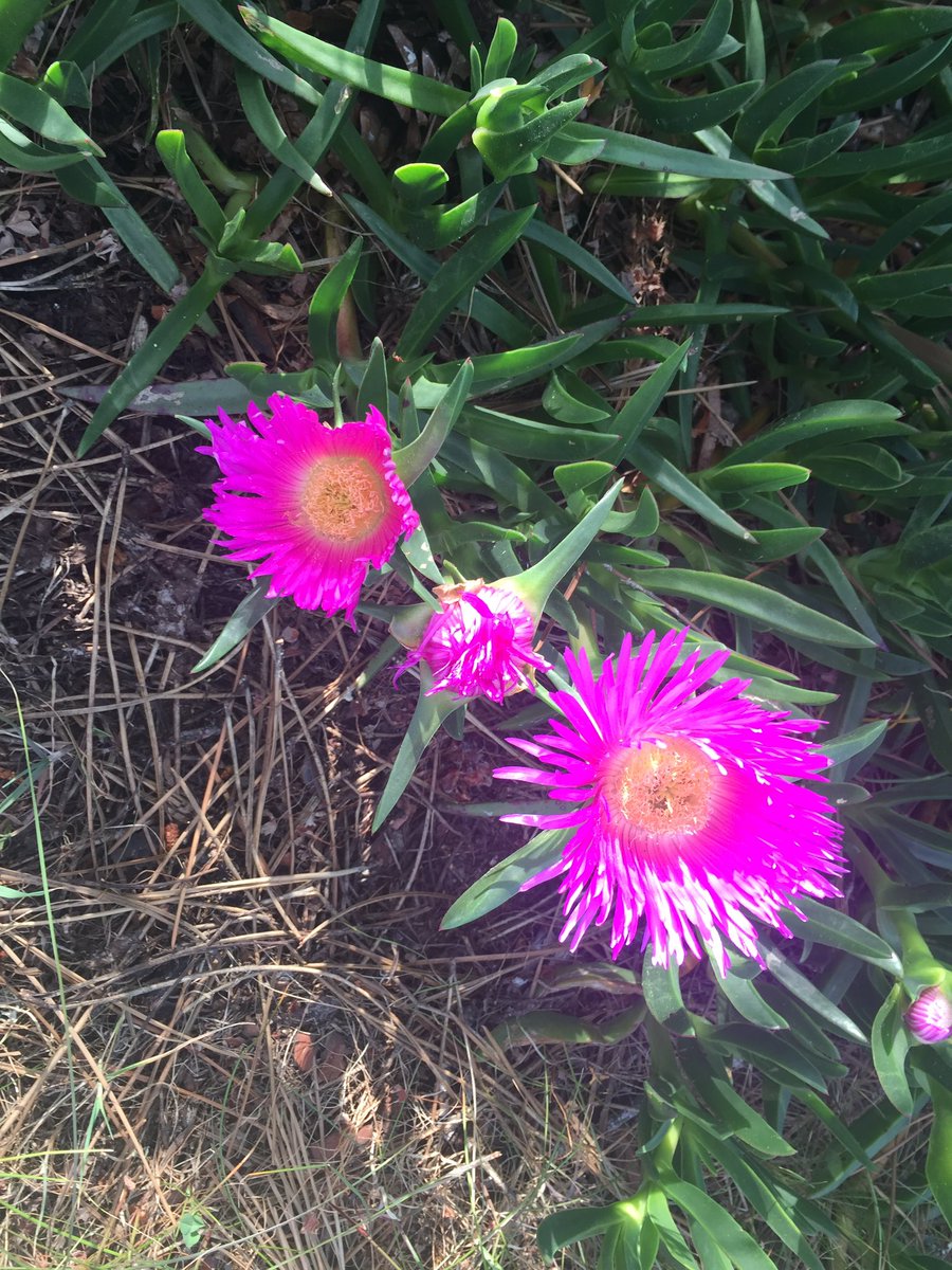 rambleworldwide's tweet photo. Portugal’s #alentejo region comes alive in spring. Great walking with #flowers #atlanticwaves #beaches #blueskies as companions https://t.co/EtAKizCmoC