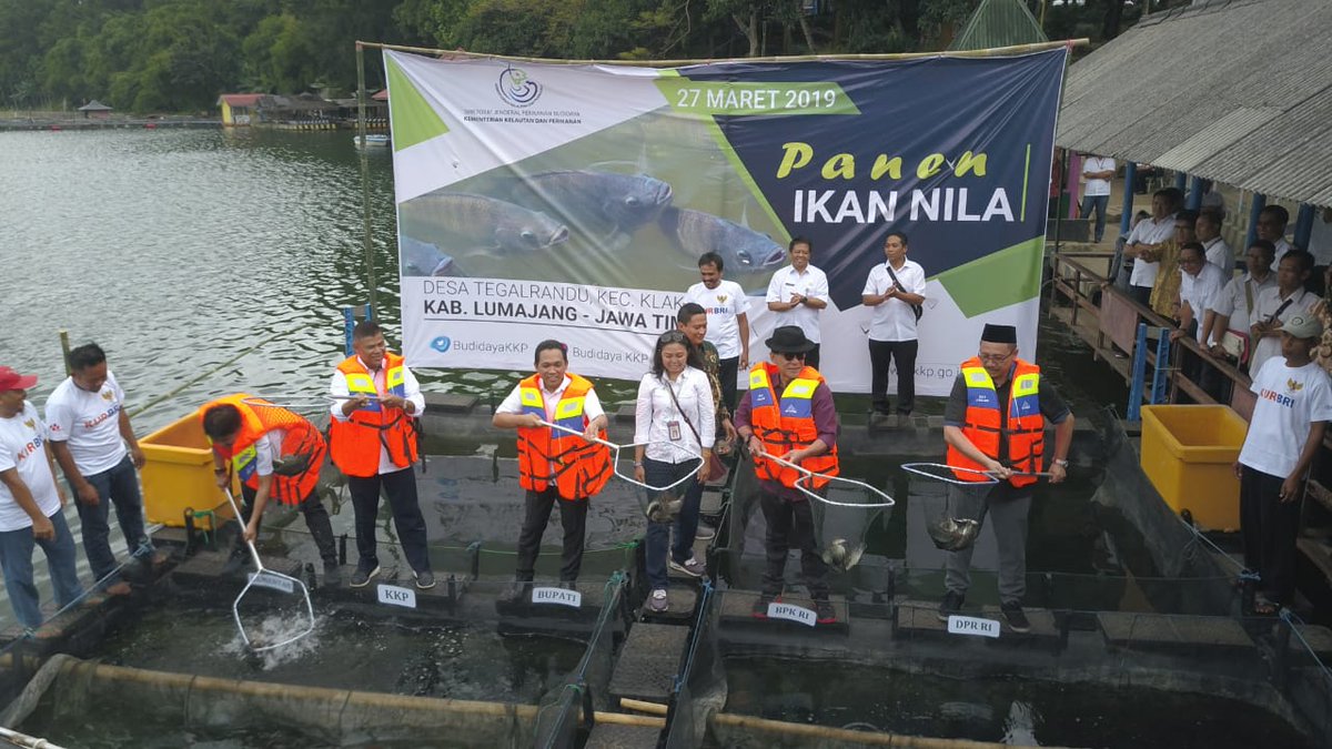 BudidayaKKP's tweet photo. Semangat sore sobat budidaya! Hari ini telah berlangsung panen budidaya ikan nila di Ranu Klakah, Desa Tegal Randu, Kab. Lumajang bersama Anggota IV BPK, Komisi XI DPR RI, Bupati Lumajang, serta KKP yg diwakili oleh Bpk Irjen KKP @Dr_MYusuf #DJPBKerjaNyata #BudidayaBerkelanjutan https://t.co/YLqsslgVan
