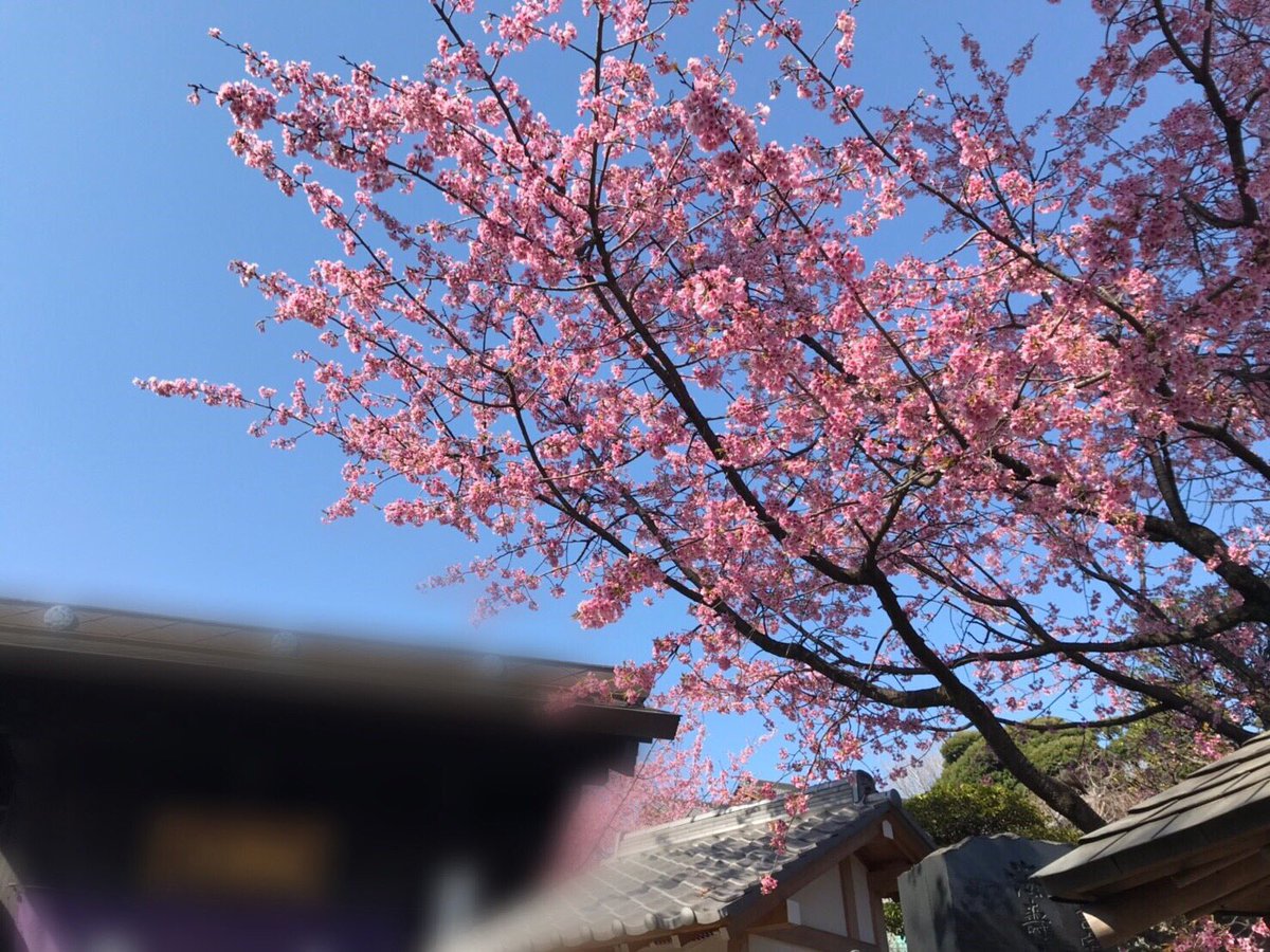 赤井子ども太鼓クラブ 出演情報 第29回 川口桜まつり 日時 3月30日 土 11 30 11 45 場所 文化放送川口送信所内 小学生 高校生までのメンバーで演奏します 桜も咲き始めていて 週末には見頃かと思いますので是非お花見がてら演奏聴きにいらして