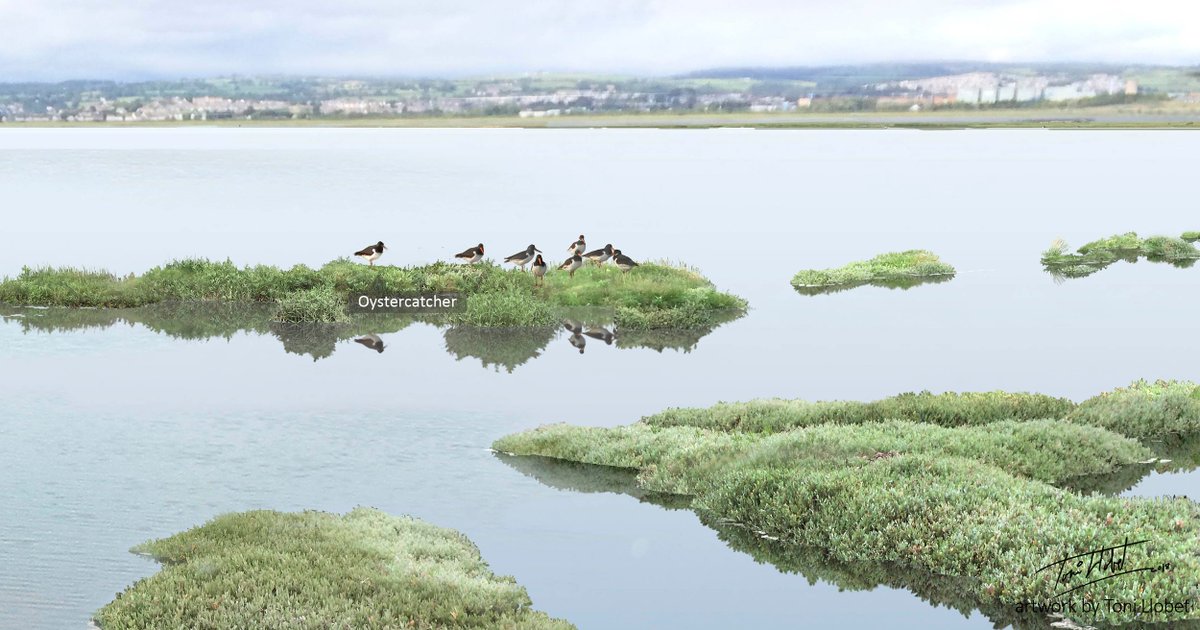 The mid to low  #saltmarsh, gets flooded by most high tides. Birds use the few patches that remain above water to rest, while waiting for the low tide to reveal their feeding grounds  #teamsaltmarsh