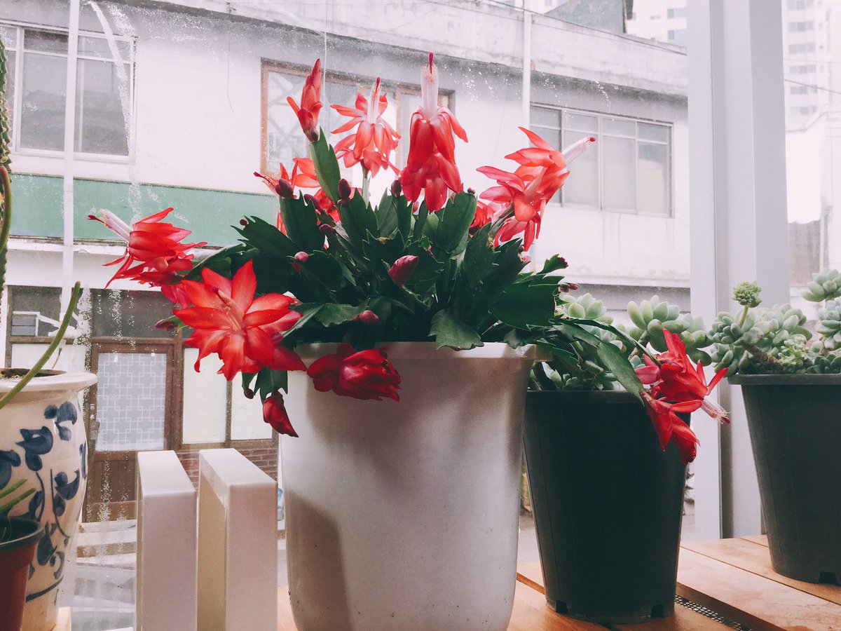 GreenBFULL2's tweet photo. 풀풀은 봄이 왔어요!!!!!
#풀풀_철쭉
#풀풀_아로니아
#풀풀_게발선인장
#풀풀_대엽풍란 https://t.co/VR34cfkLgH