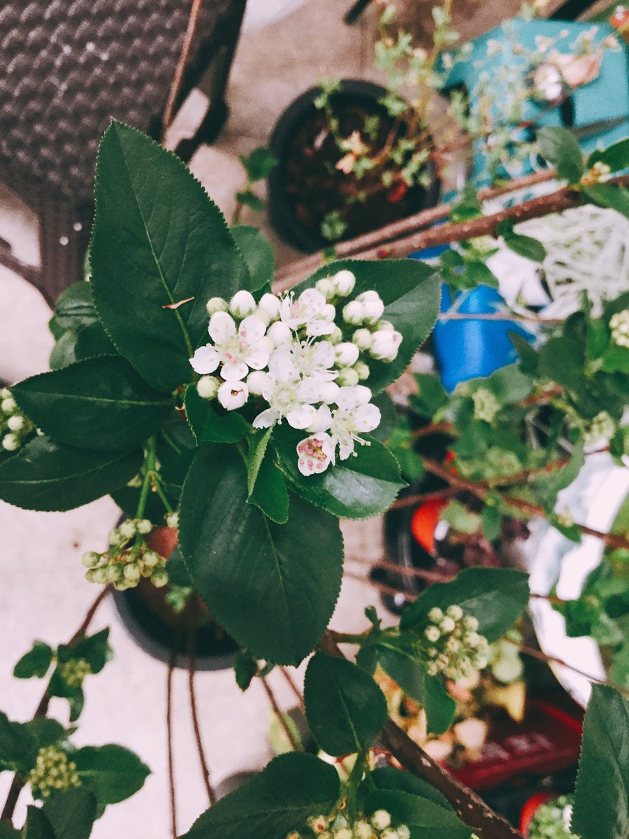 GreenBFULL2's tweet photo. 풀풀은 봄이 왔어요!!!!!
#풀풀_철쭉
#풀풀_아로니아
#풀풀_게발선인장
#풀풀_대엽풍란 https://t.co/VR34cfkLgH