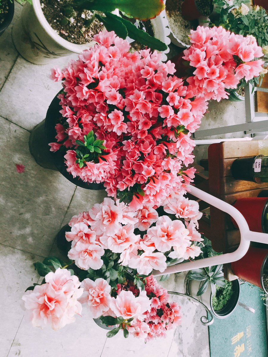 GreenBFULL2's tweet photo. 풀풀은 봄이 왔어요!!!!!
#풀풀_철쭉
#풀풀_아로니아
#풀풀_게발선인장
#풀풀_대엽풍란 https://t.co/VR34cfkLgH