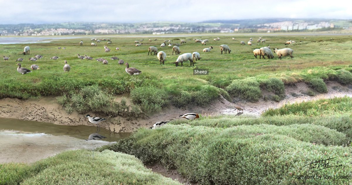 Many herbivorous wild species take advantage of the  #diversity of succulent & salt-rich plants that live on  #saltmarshes. Geese, rabbits and hares are common. In addition, around 80% of Welsh marshes are grazed by sheep and cows  #saltmarshlamb is sold as a delicacy  #teamsaltmarsh