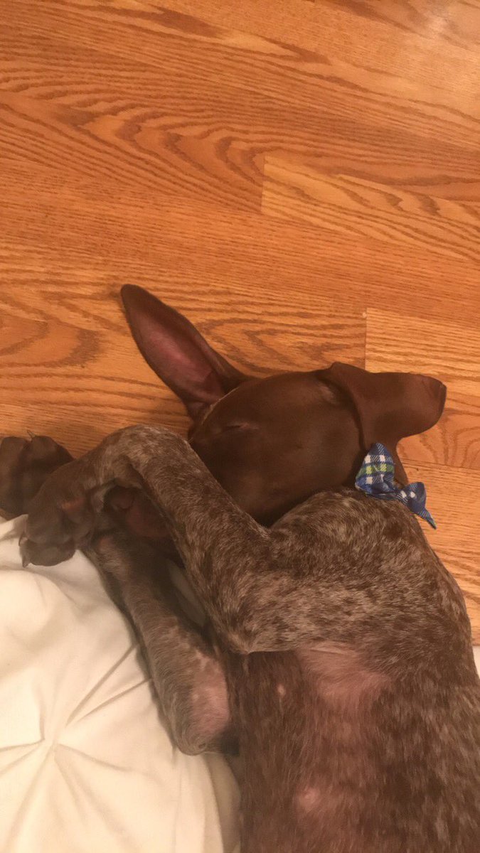 RoeKatie's tweet photo. @dog_rates @Dumbo https://t.co/zfzUpQdnhn