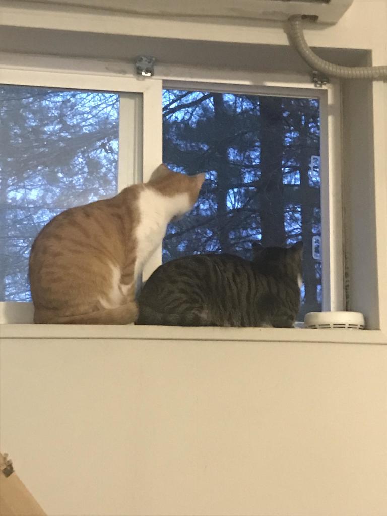 Cute_and_Food's tweet photo. "They have been waiting for the sun to come up for three hours" via #catpictures Subreddit - Courtesy of christmaschewbacca https://t.co/JsIz3crgdo