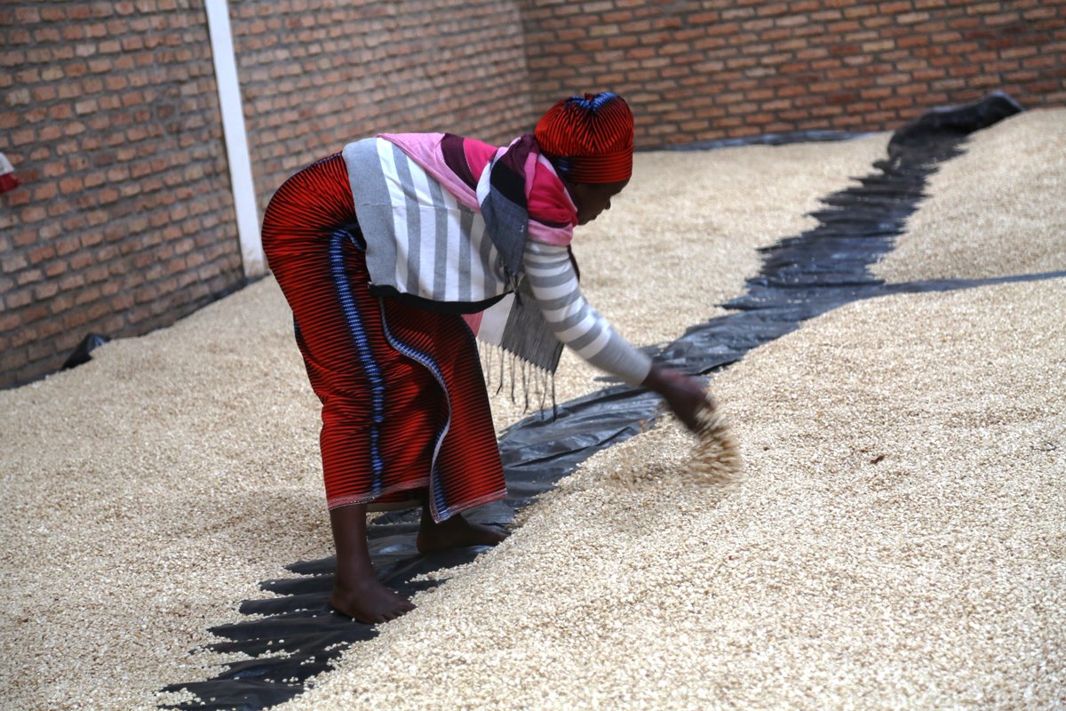 SaipCdat's tweet photo. Sustainable Agricultural Intensification and Food security Project (SAIP) is currently supporting farmers to increase agricultural productivity, market access, and food security  in the districts of Rulindo, Rwamagana, Karongi, Rutsiro, Kayonza, Nyanza, Gatsibo, and Nyabihu. https://t.co/gD1ykVb0ic