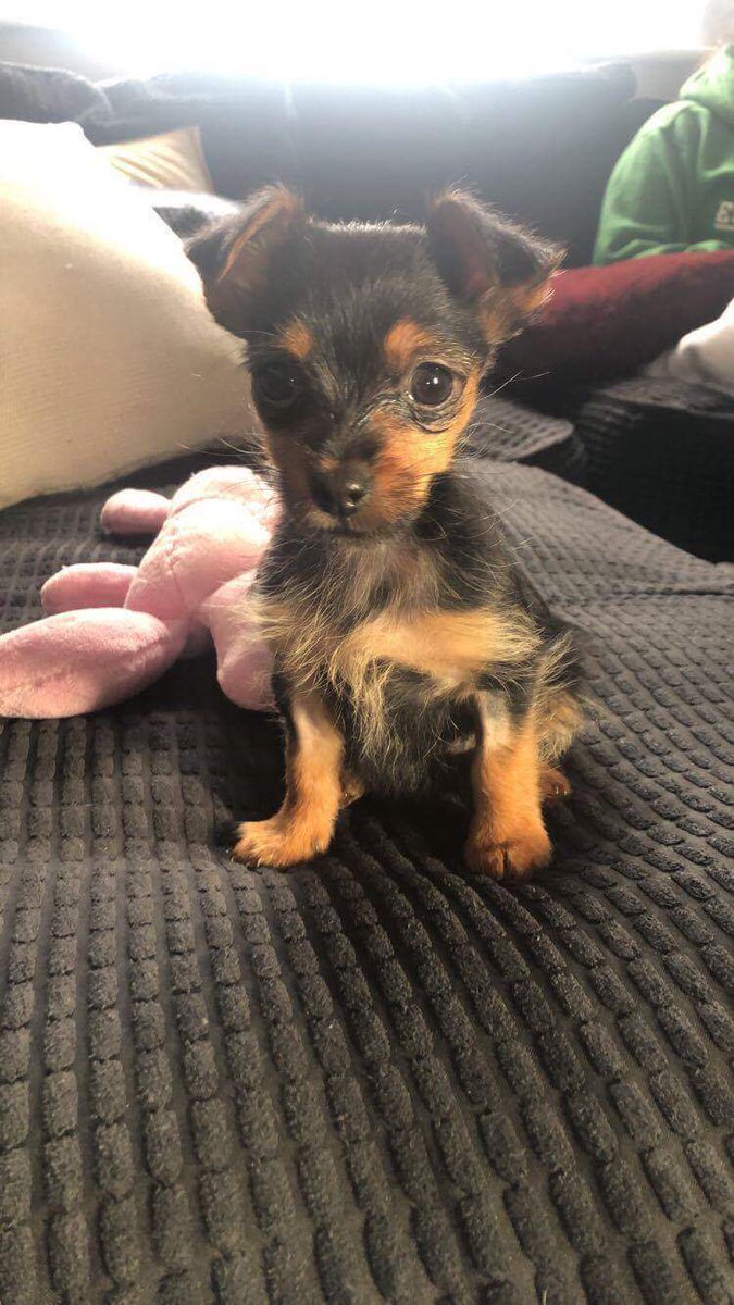 Little_Figs's tweet photo. It's finally happened. I have officially become a mother! (Not to a real baby) 🐶 Go and follow Leia over on Instagram (yes, I made her an account): https://t.co/uOZHW6UFM1 https://t.co/TwCBQjS3om